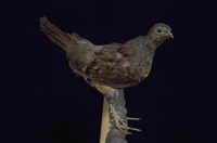 藏品(竹雞)的圖片